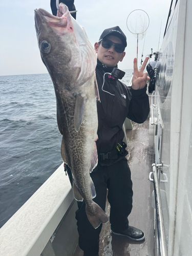 タラの釣果