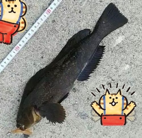 アイナメの釣果