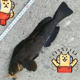 アイナメ