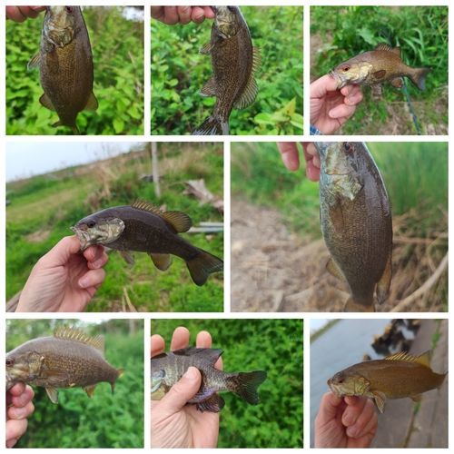 スモールマウスバスの釣果