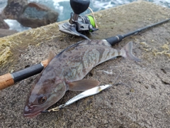 ホッケの釣果