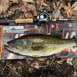 ラージマウスバス