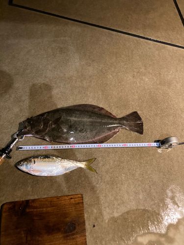 ヒラメの釣果