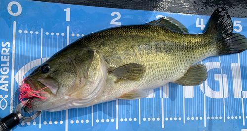 ラージマウスバスの釣果