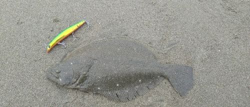 ヒラメの釣果