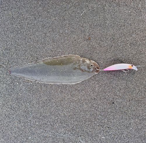 シタビラメの釣果
