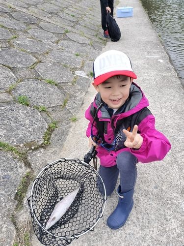 ニジマスの釣果