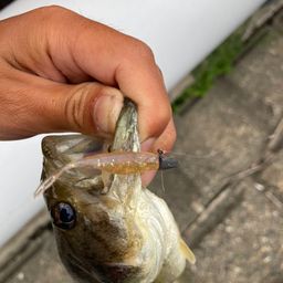 ラージマウスバス