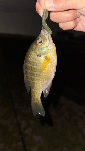 ブルーギルの釣果