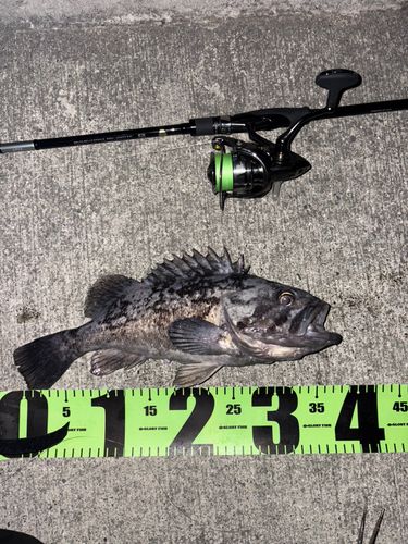 クロソイの釣果