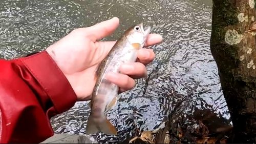 ヤマメの釣果