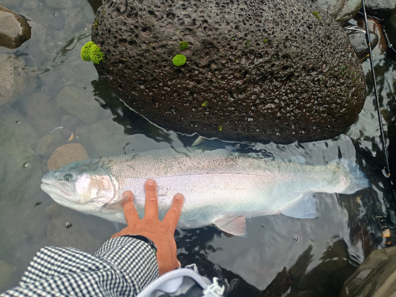 DAIWA 21トラウト X AT 56XUL・Nの最安値・インプレ・釣果