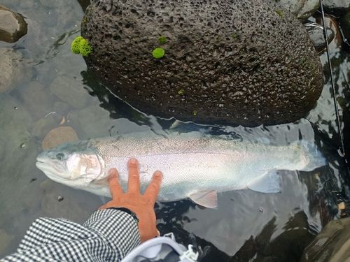 ニジマスの釣果