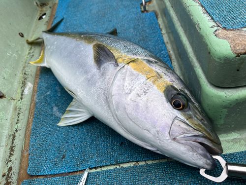 ヒラマサの釣果