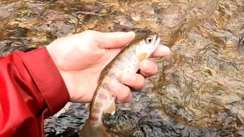 ヤマメの釣果