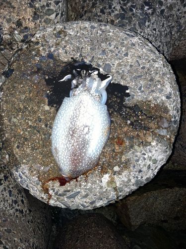 シリヤケイカの釣果