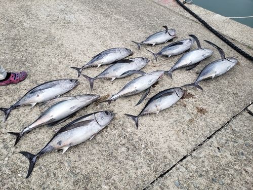 ビンチョウマグロの釣果