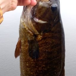 スモールマウスバス