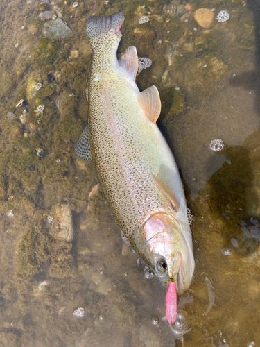 ニジマスの釣果