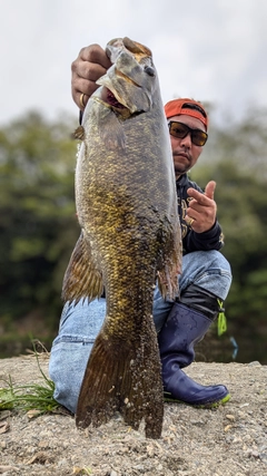 スモールマウスバスの釣果