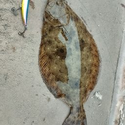 ヒラメ