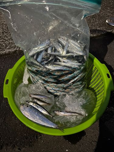 サバの釣果