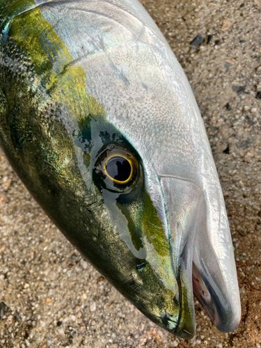 ヤズの釣果