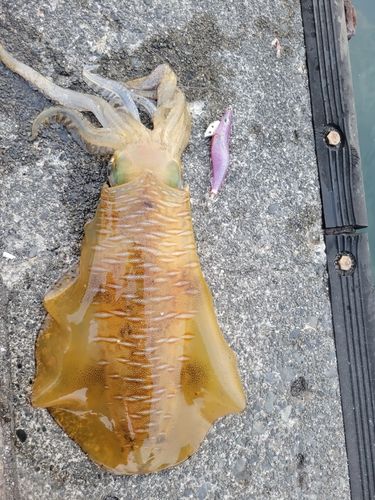 アオリイカの釣果
