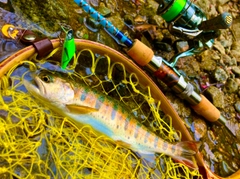 ヤマメの釣果