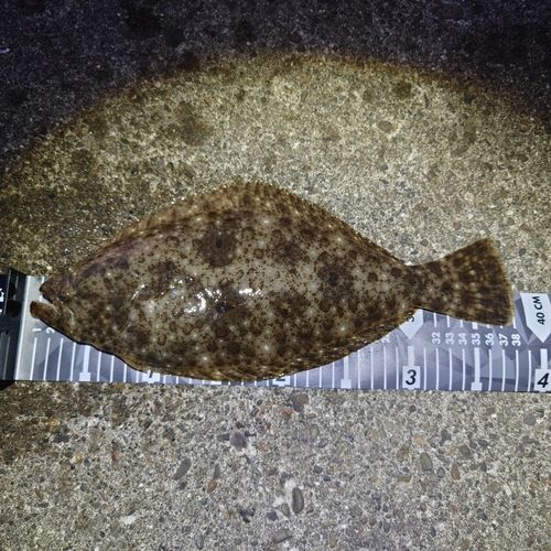 ソゲの釣果