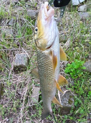 ニゴイの釣果