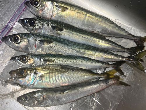アイナメの釣果