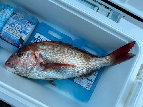 マダイの釣果