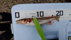 キスの釣果