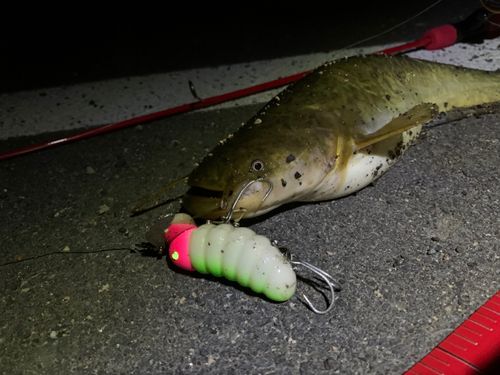 ナマズの釣果