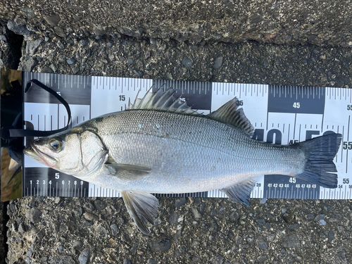 ヒラスズキの釣果