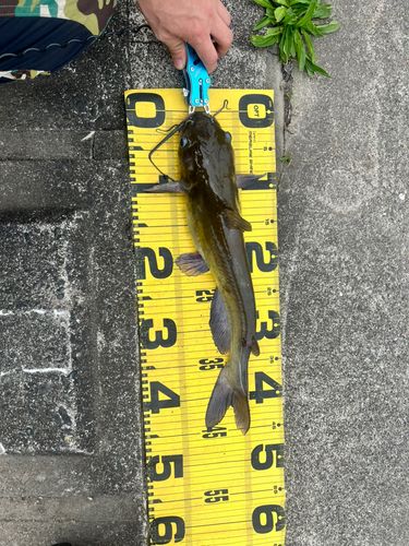 アメリカナマズの釣果