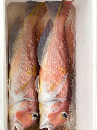 アマダイの釣果