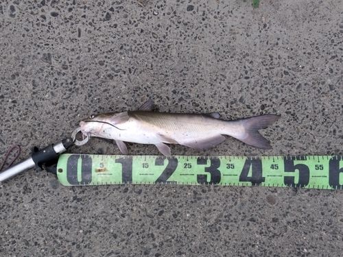 アメリカナマズの釣果