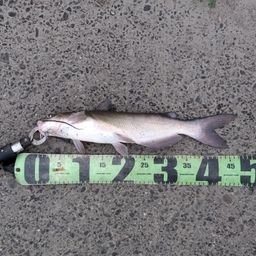 アメリカナマズ