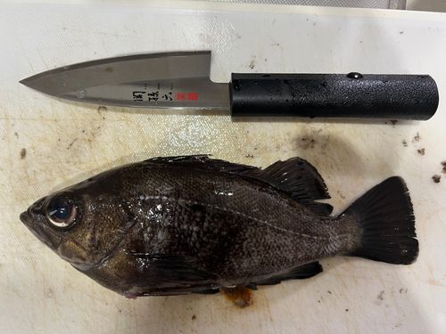 クロメバルの釣果