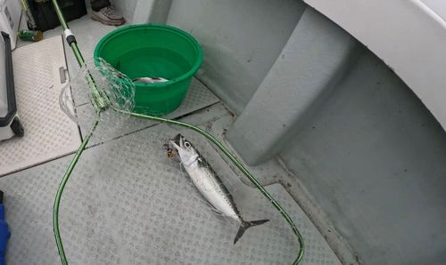 釣果