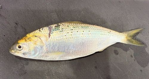 コノシロの釣果