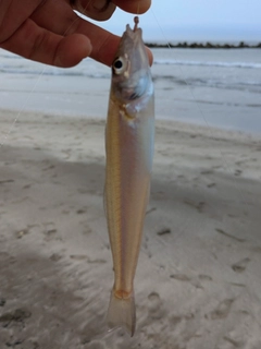 キスの釣果