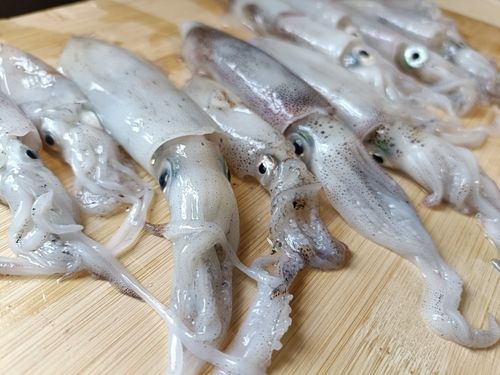 ヒイカの釣果