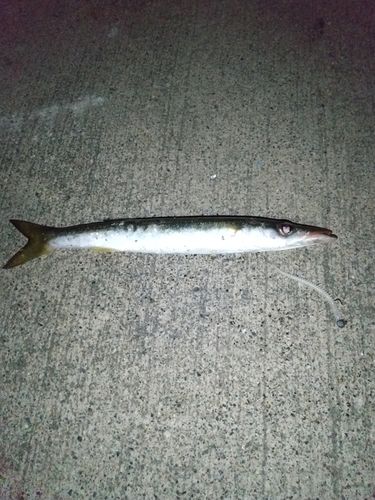 カマスの釣果