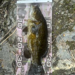 スモールマウスバス