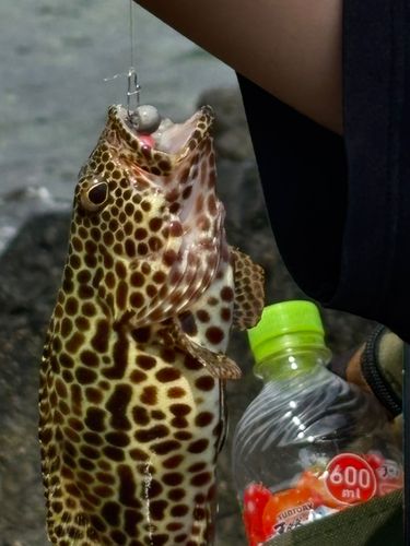 イシミーバイの釣果