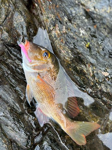 アマミフエフキの釣果