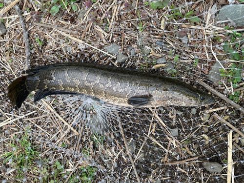 ライギョの釣果